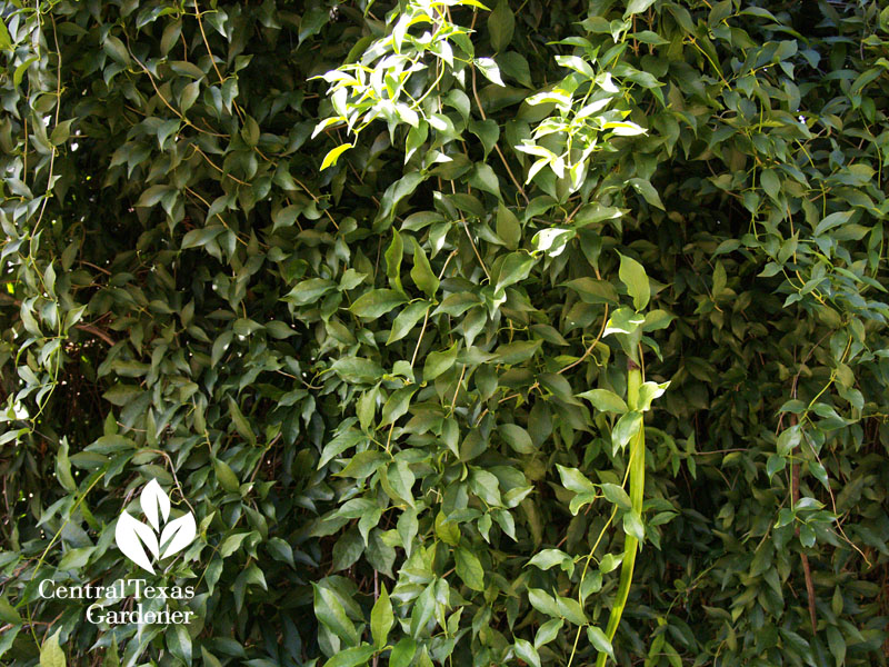 invasive catclaw vine invasive catclaw vine