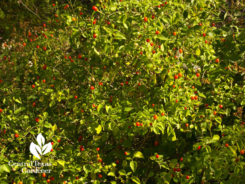 chile pequin austin texas chile pequin austin texas