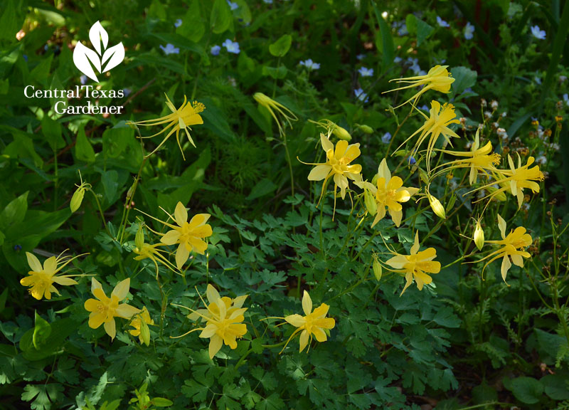 native columbine with baby blue eyes part shade garden native columbine with baby blue eyes part shade garden