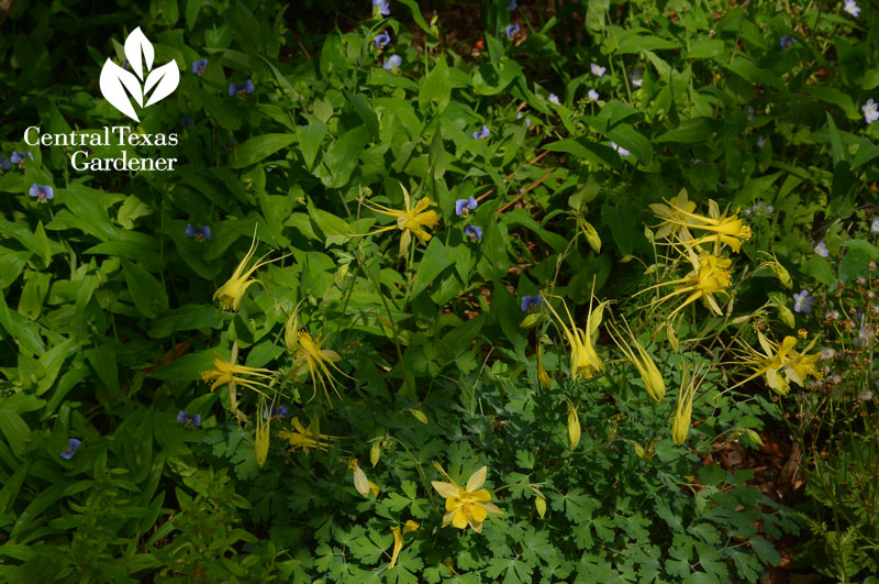 columbine and widow's tears shade garden austin texas