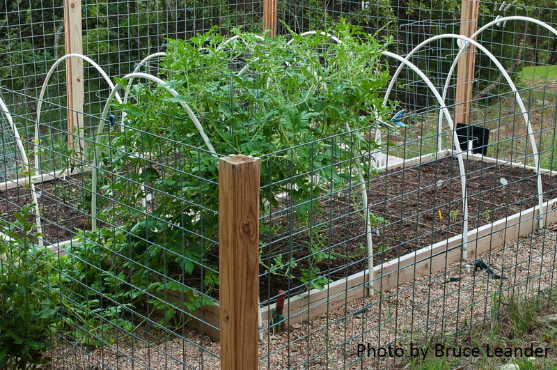 vegetable deer protection photo by Bruce Leander