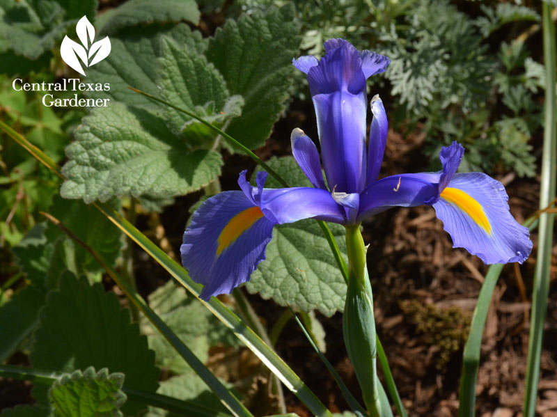 dutch iris lavender with native plant heartleaf skullcap 