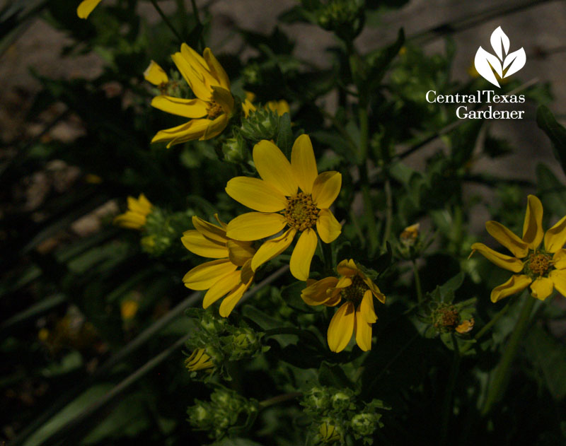 Engelmann's daisy native plant for wildlife 