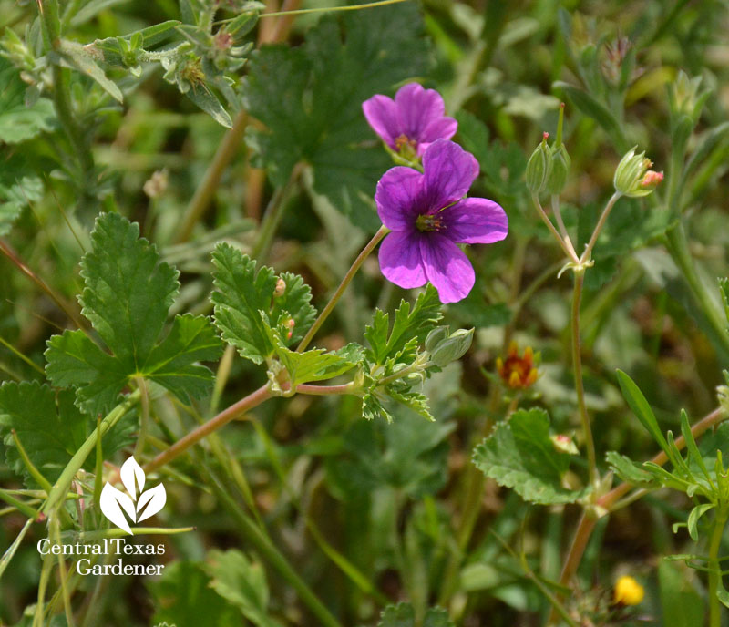 Wildflowert Erodium texanum central texas mueller wildflowers