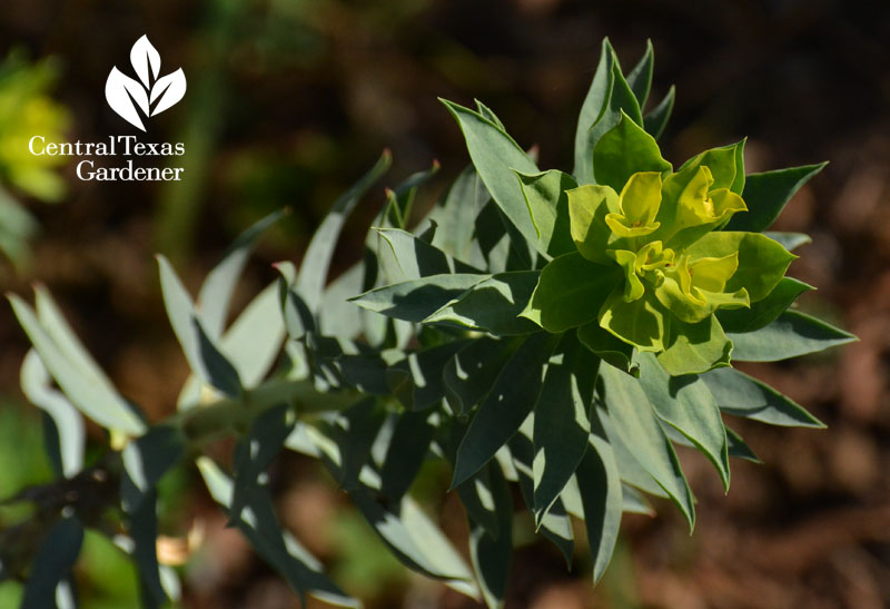 Gopher plant euphorbia rigida bract austin texas 