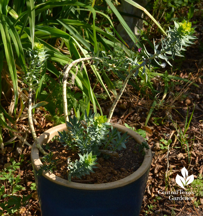 how cut back gopher plant euphorbia rigida how cut back gopher plant euphorbia rigida