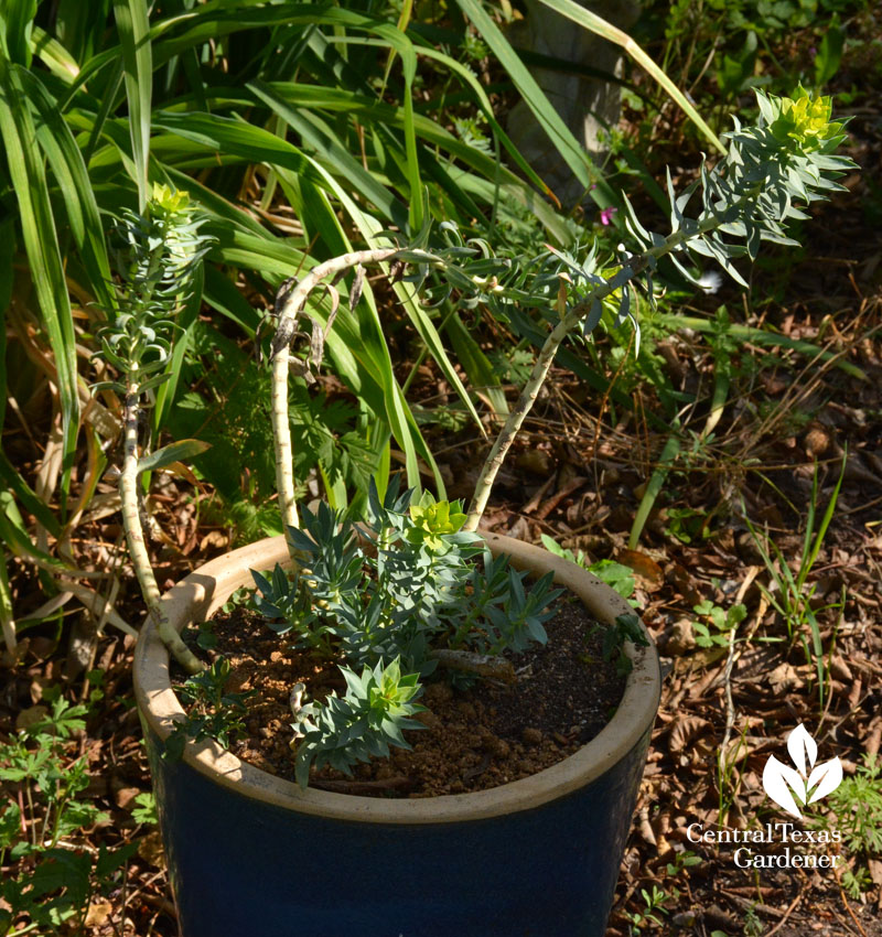 how cut back gopher plant euphorbia rigida 