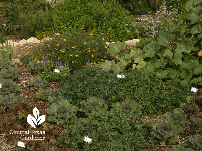 Travis County Extension demonstration garden 