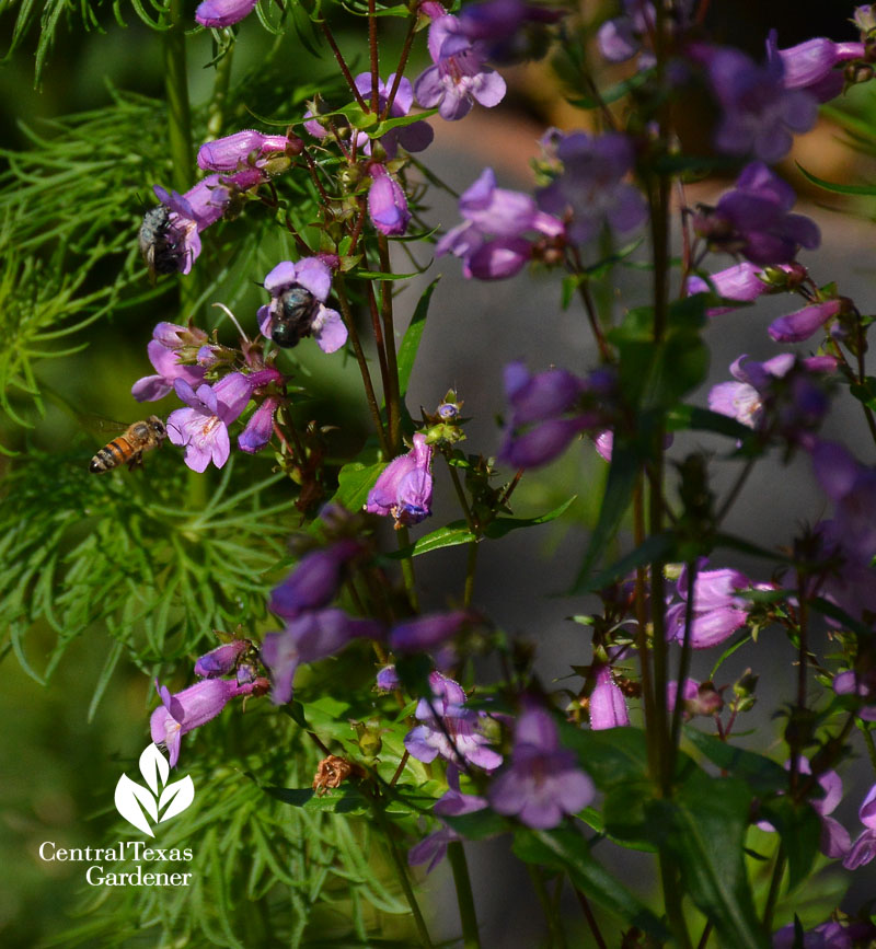 gulf penstemon bees gulf penstemon bees