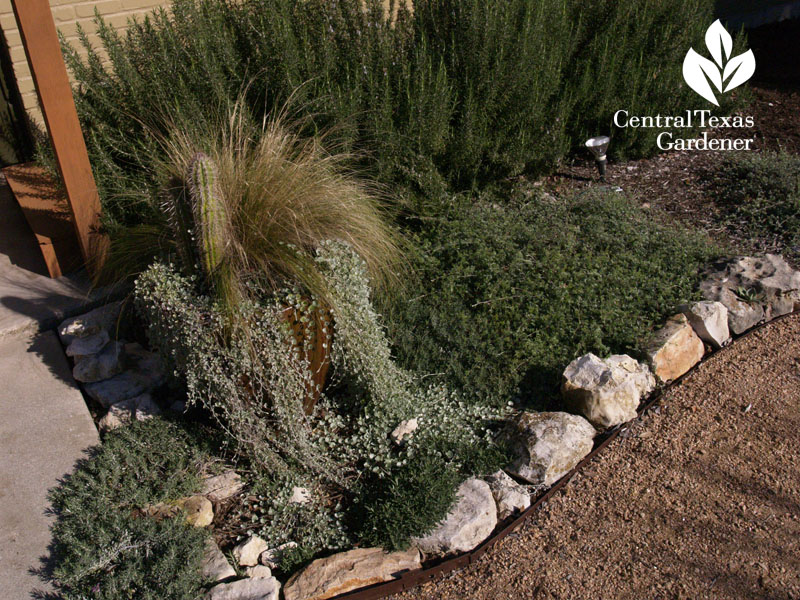 xeric style border with herbs and creeping germander san antonio 