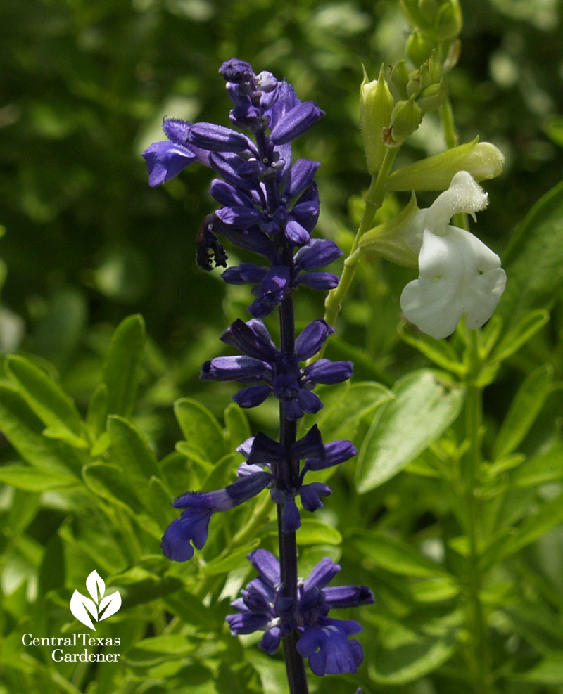 Henry Duelberg salvia