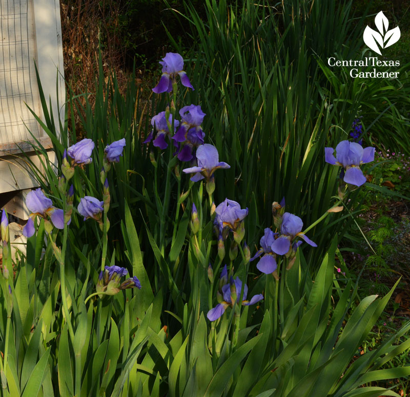 Bearded iris and spuria iris structural drought plants 