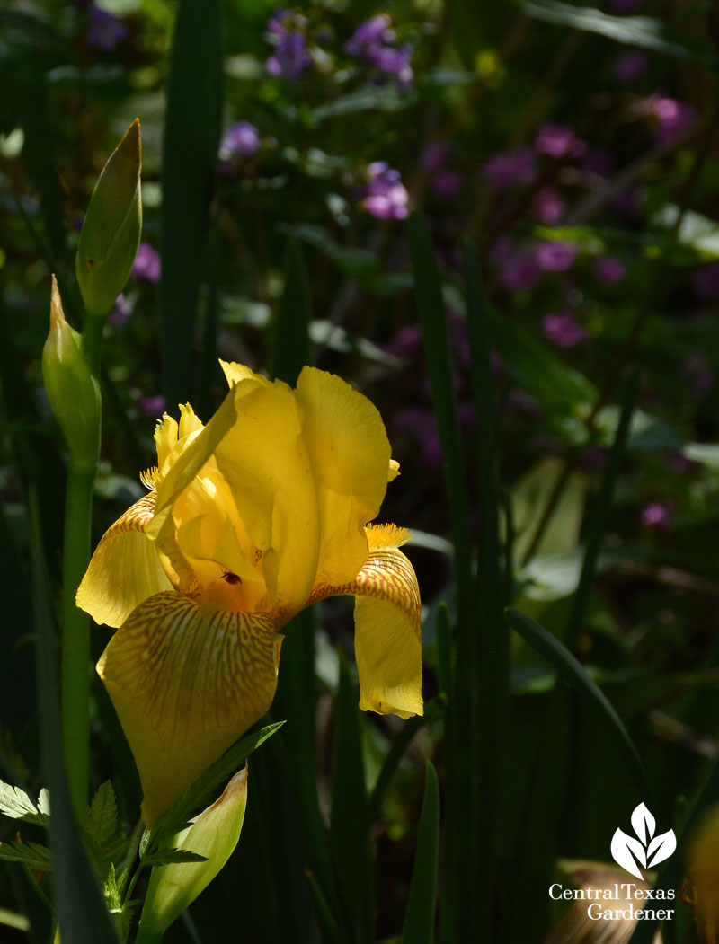 Yellow bearded iris with Gulf penstemon