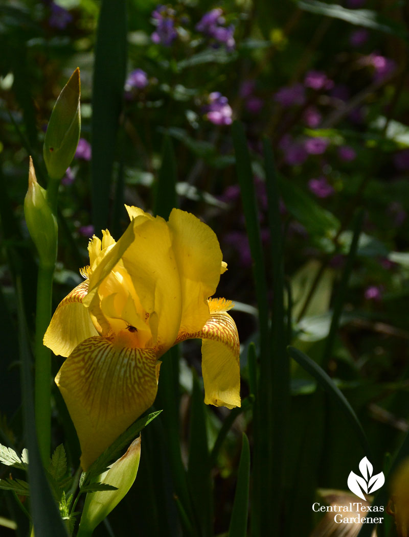 Yellow bearded iris with Gulf penstemon Yellow bearded iris with Gulf penstemon