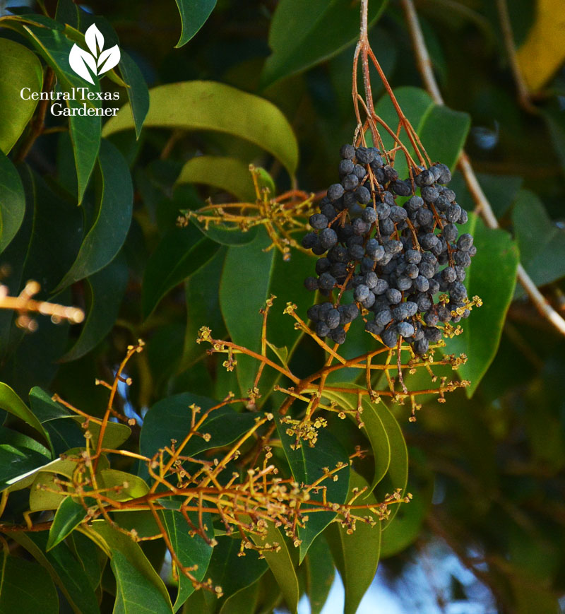 invasive ligustrum berries 