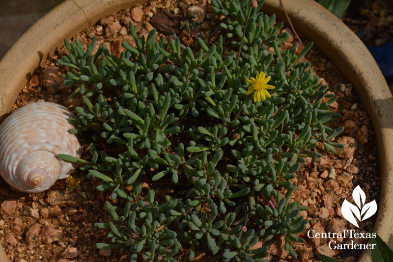 ‘Little Pickles’ (Othonna capensis) succulent ‘Little Pickles’ (Othonna capensis) succulent