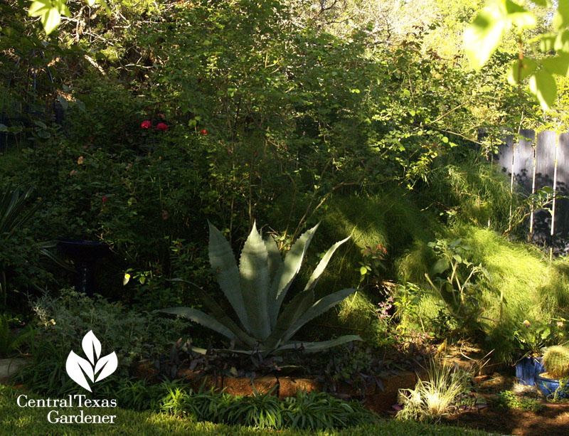 plant structure in shade garden austin texas 