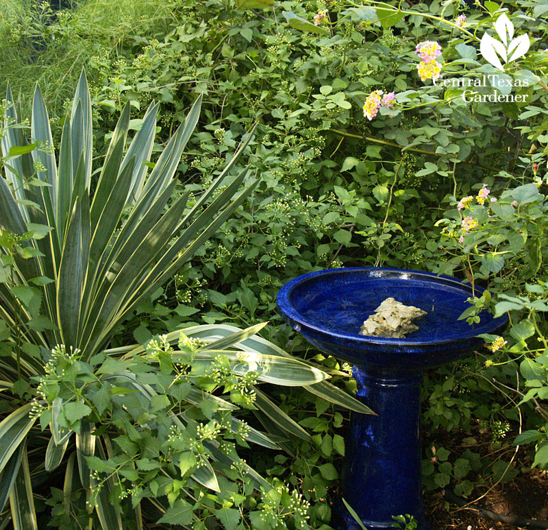 structure plants and birdbath austin texas garden  