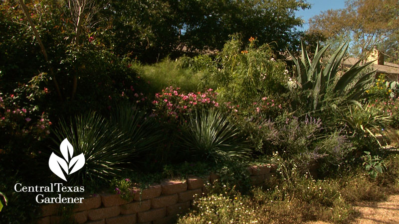 No lawn front garden Austin Texas 