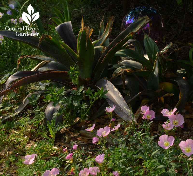 Mangave 'Macho Mocha' with pink evening primrose austin texas drought