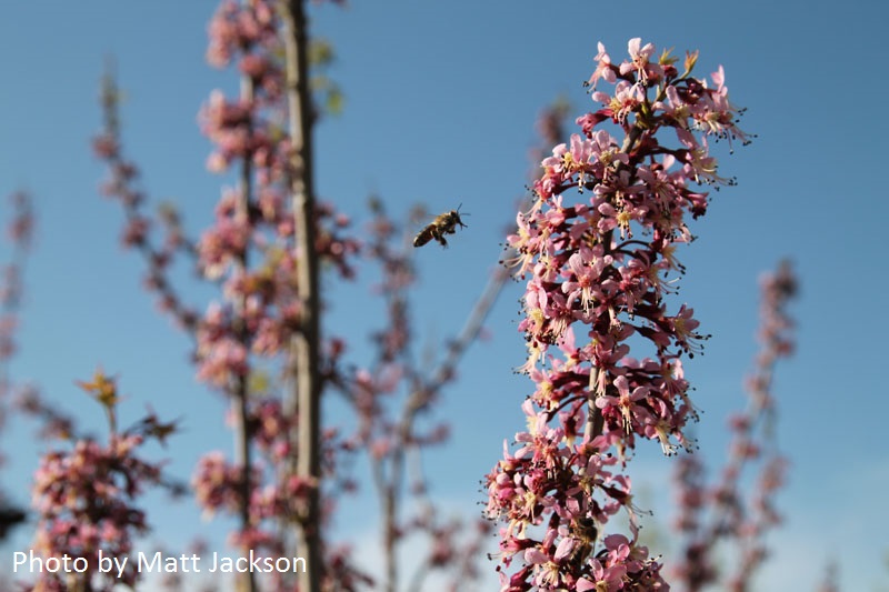 bee on Mexican buckeye photo by Matt Jackson bee on Mexican buckeye photo by Matt Jackson