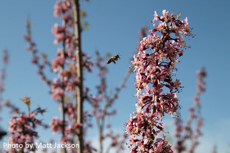 bee on Mexican buckeye photo by Matt Jackson 