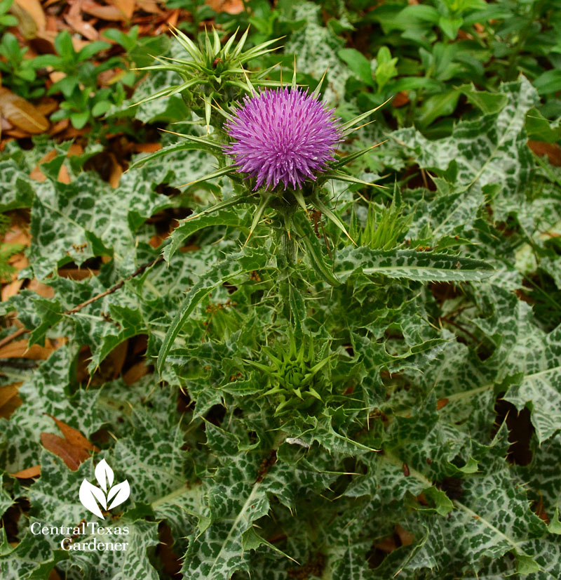 milk thistle flower central texas