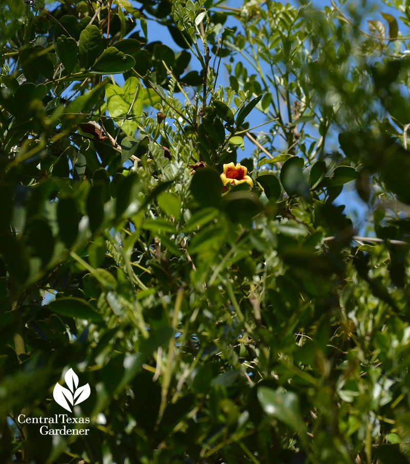 crossvine in mountain laurel hedge crossvine in mountain laurel hedge