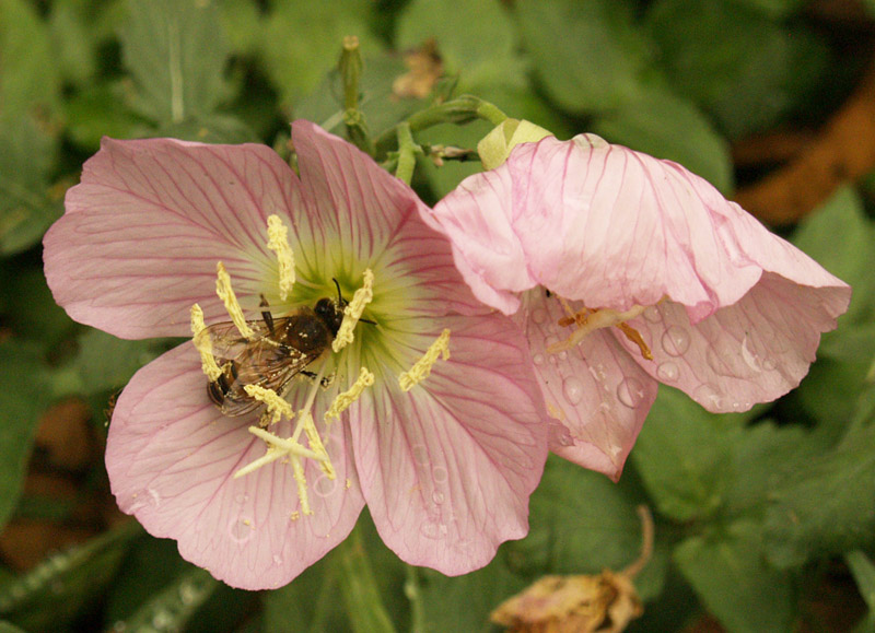 bee on pink evening primrose bee on pink evening primrose