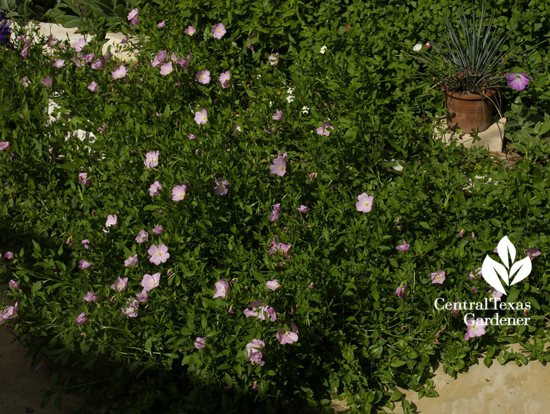 pink evening primrose replaces lawn