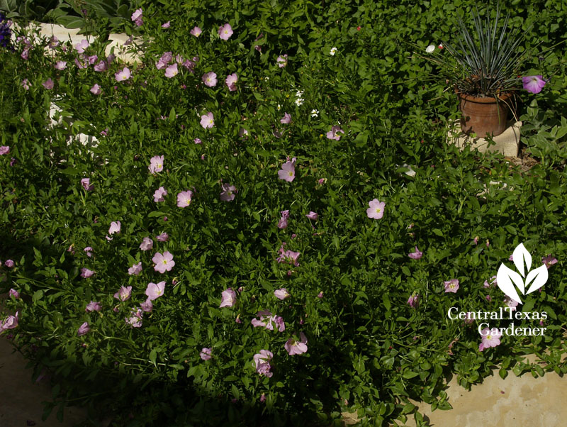pink evening primrose replaces lawn pink evening primrose replaces lawn