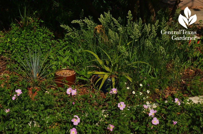 Texas bluegrass blooming with pink evening primrose native texas plants 