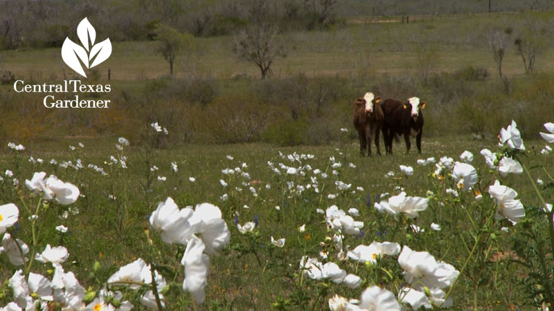 prickly poppy with cow central texas wildflowers 