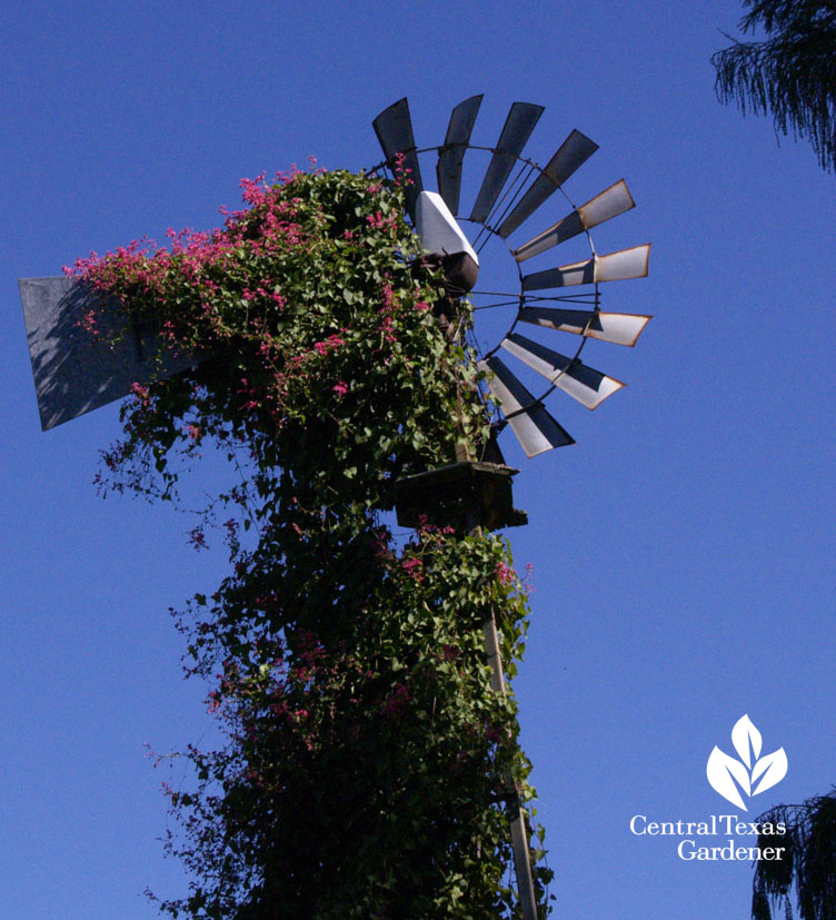 Queen's Wreath vine on windmill Antique Rose Emporium