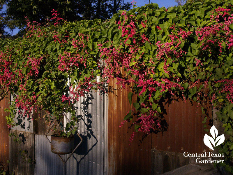 Queen's Wreath vine on Paco's Tacos pacos galvinized fence 