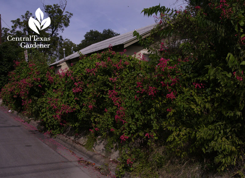 Queen's Wreath Coral vine on Austin fence Queen's Wreath Coral vine on Austin fence