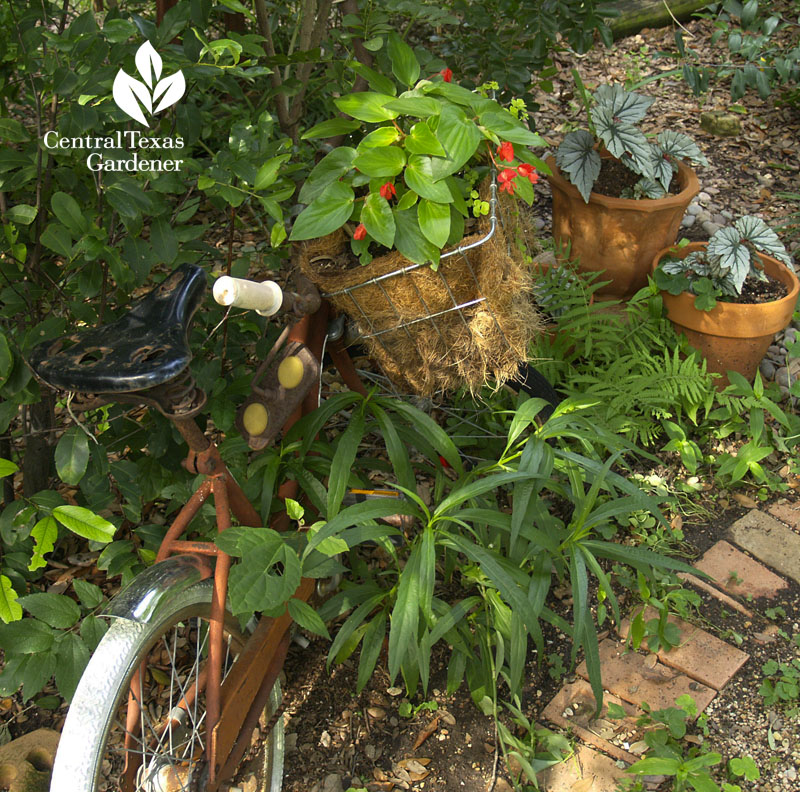 Bicycle shade garden plants Robin Howard Moore 