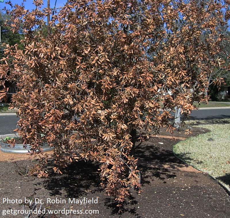 frozen bottlebrush tree Getting Grounded blog Austin Texas 