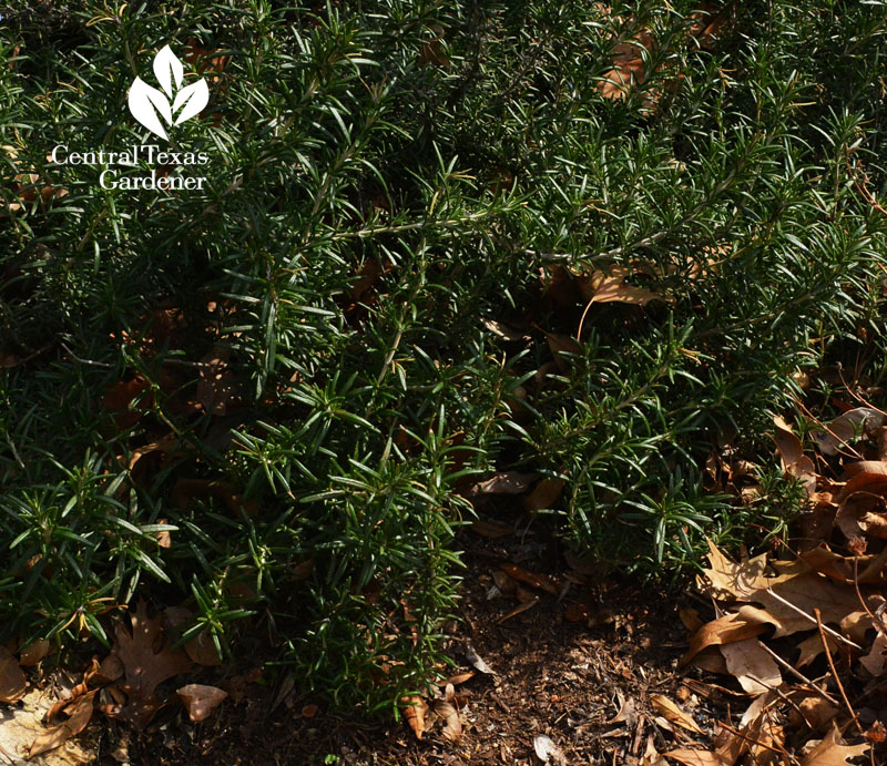 prostrate rosemary rooting austin texas drought  