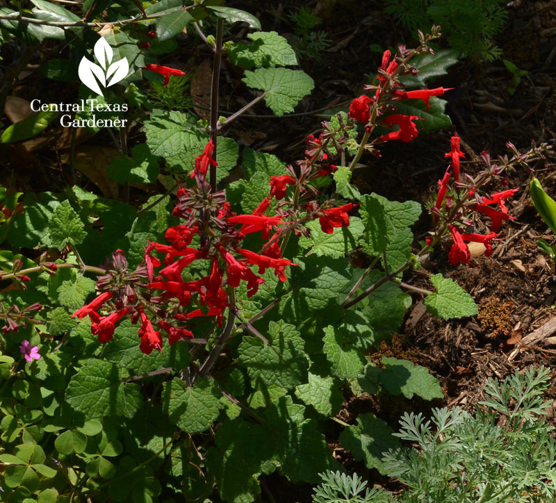 salvia roemeriana native perennial 