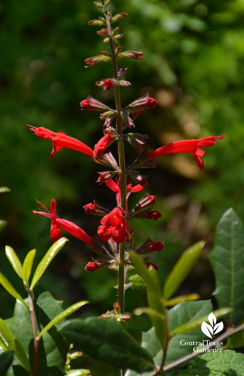 salvia roemeriana austin texas 