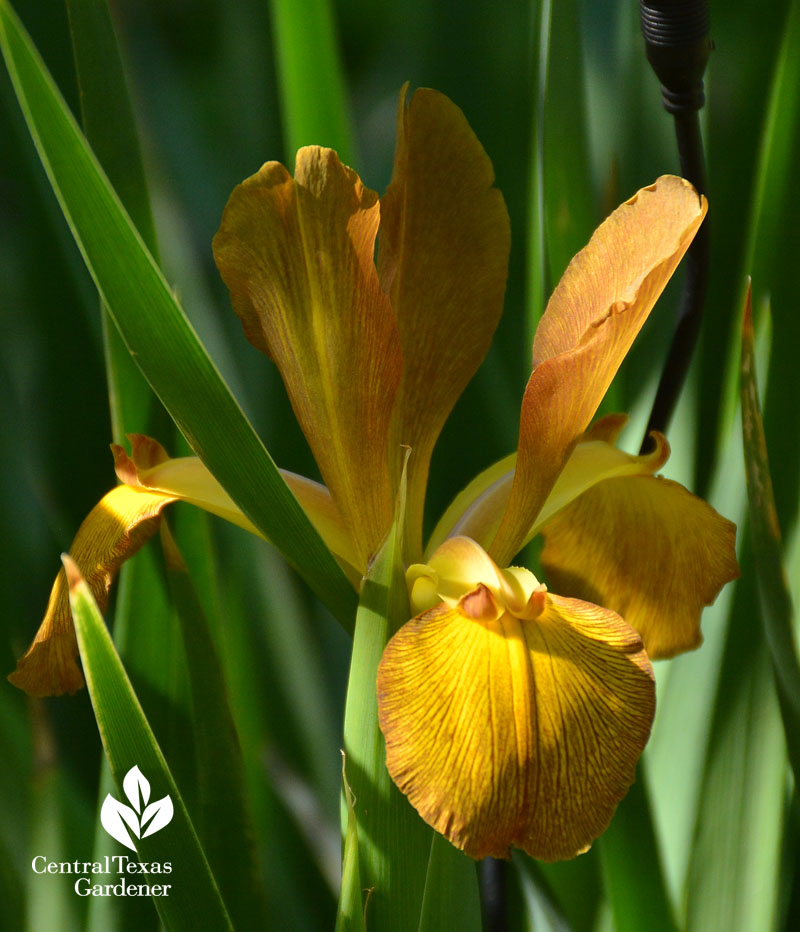 golden spuria iris austin garden 