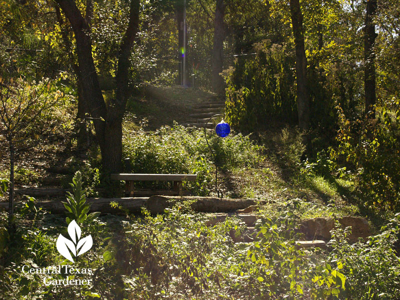 hillside habitat restoration austin texas 