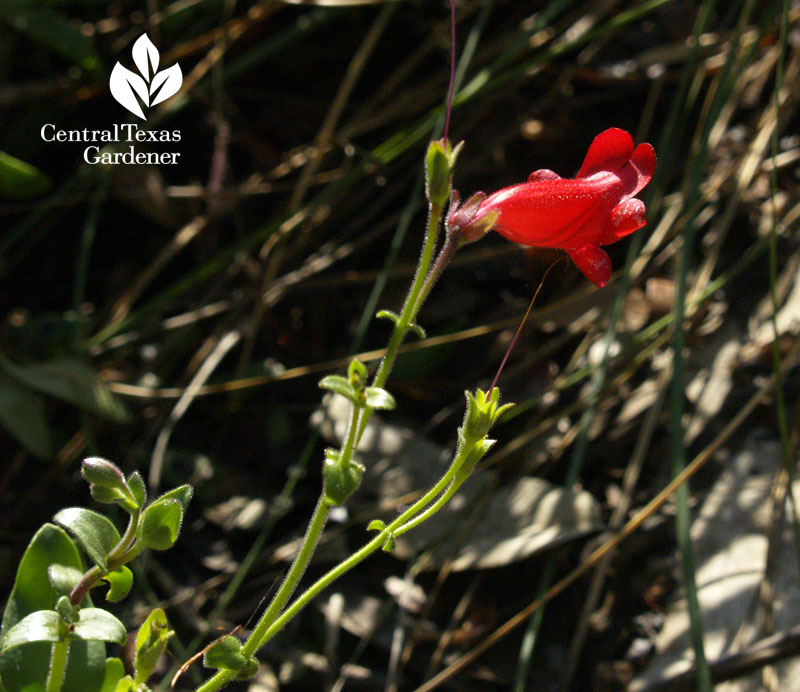 rock penstemon hillside habitat restoration austin texas 