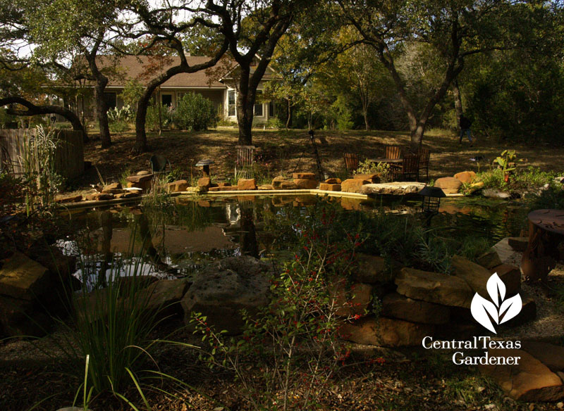 swimming pool turned into native pond central texas gardener