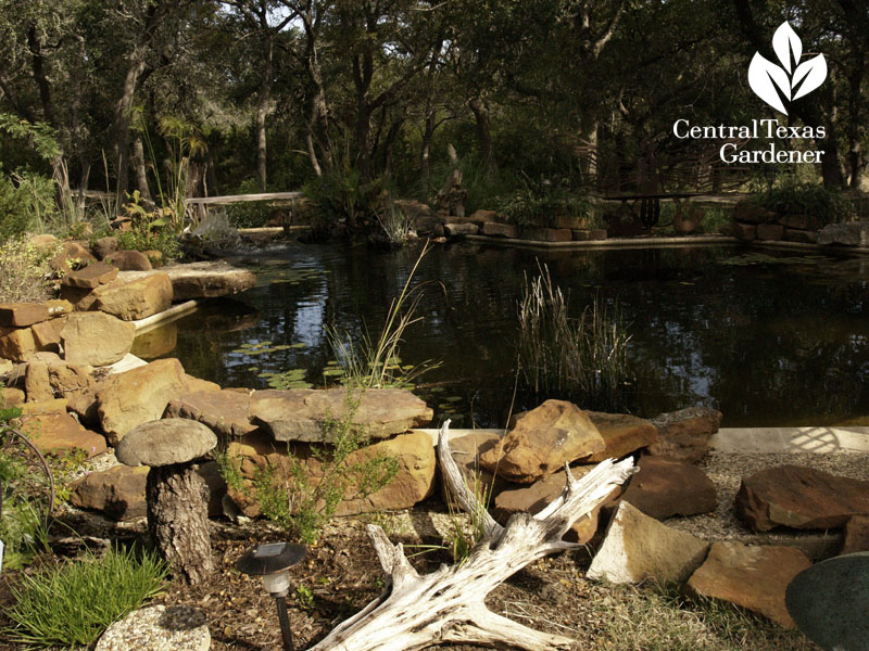 swimming pool to habitat pond Central Texas Gardener