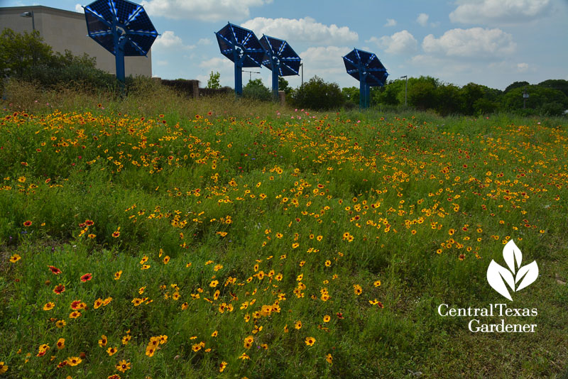 Wildflower Thelesperma I-35 Mueller strip