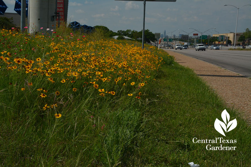 Wildflower Thelesperma I-35 Mueller strip 