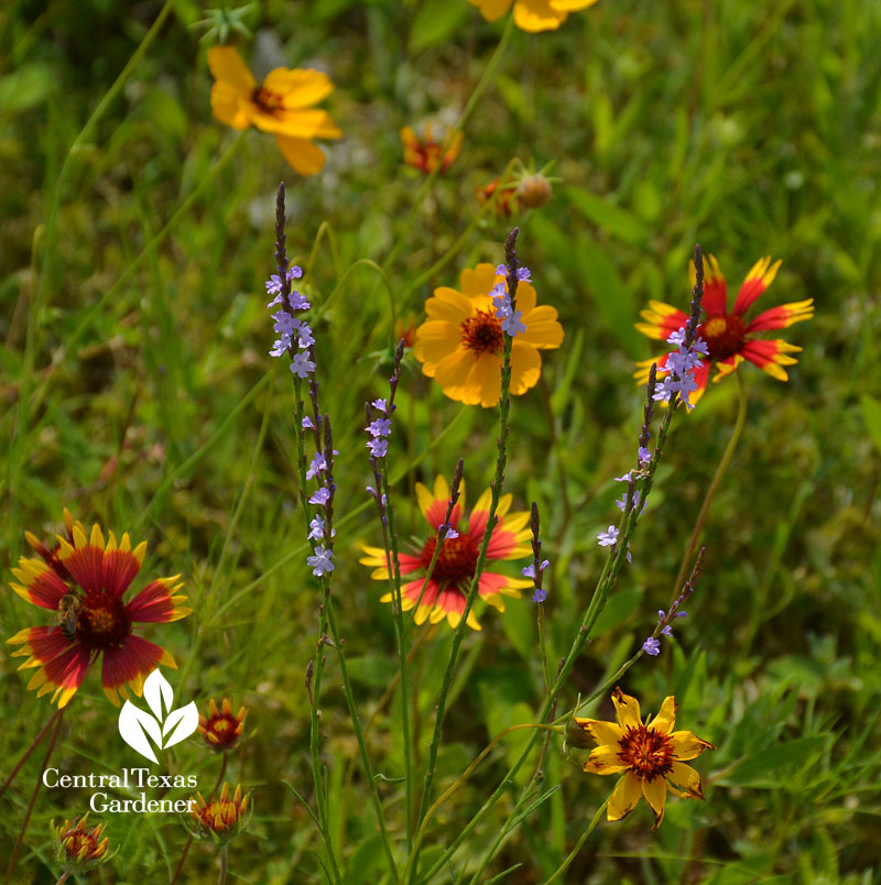 Wildflower Texas vervain Thelesperma Indian blanket austin texas 