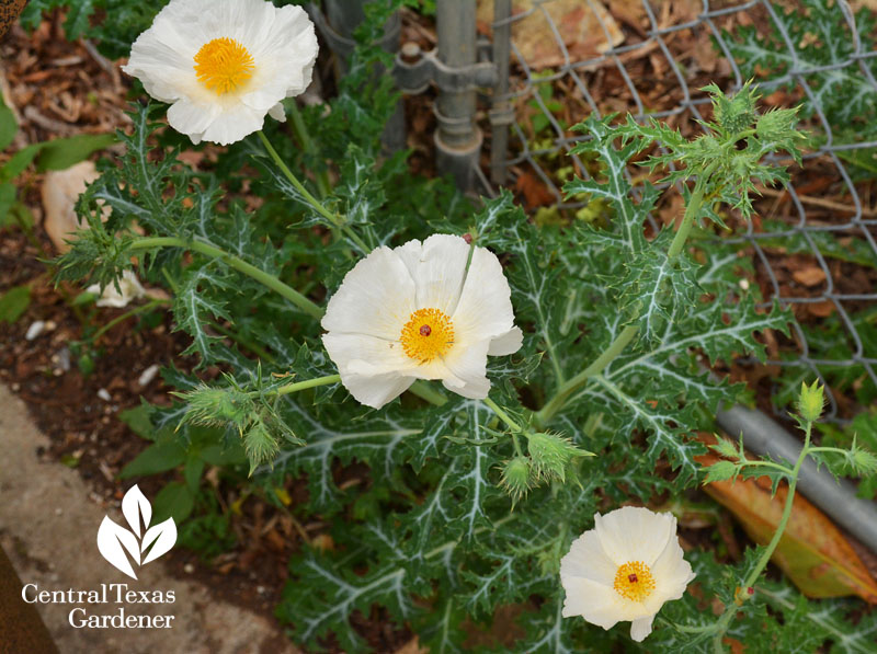 native white prickly poppy native white prickly poppy